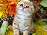 "Scottish Fold: Evinizde Çocuk Delisi ve Şeker Gibi Sevimlilik!"