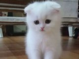 "Çocuk Delisi ve Şeker Gibi: Scottish Fold ile Her Gün Eğlenceli!"