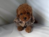 Pamuk Şeker Yumuşaklığında İnsan Canlısı ve Oyuncu Toy Poodle Yavruları!