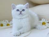 Pamuk Şeker Kadar Sevimli İnsan Canlısı ve Oyuncu British Shorthair Yavruları!