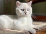 Pamuk Şeker Kadar Yumuşak, İnsan Canlısı ve Oyuncu British Shorthair Yavruları!