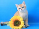 Pamuk Şeker Yumuşaklığında İnsan Canlısı ve Oyuncu British Shorthair Yavruları!