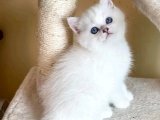 Pamuk Şeker Yumuşaklığında Oyuncu ve İnsan Canlısı British Shorthair Yavruları!