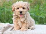 Pamuk Şeker Gibi Yumuşak, İnsan Canlısı ve Oyuncu Maltipoo Yavruları!