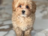 Pamuk Şeker Gibi Yumuşak, Oyuncu ve İnsan Canlısı Maltipoo Yavruları!
