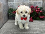Pamuk Şeker Gibi Yumuşak, Oyuncu ve İnsan Canlısı Maltipoo Yavruları!