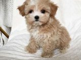 Pamuk Şeker Kadar Sevimli İnsan Canlısı ve Oyuncu Maltipoo Yavruları!