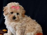 Pamuk Şeker Kadar Yumuşak, İnsan Canlısı ve Oyuncu Maltipoo Yavruları!