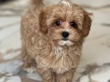 Pamuk Şeker Yumuşaklığında İnsan Canlısı ve Oyuncu Maltipoo Yavruları!