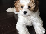 Pamuk Şeker Yumuşaklığında İnsan Canlısı ve Oyuncu Maltipoo Yavruları!