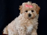 Pamuk Şeker Yumuşaklığında İnsan Canlısı ve Oyuncu Maltipoo!