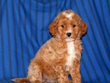 Sevimli Zaman Yolcusu: Goldendoodle Yavru Gezgin
