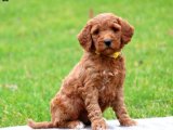 Yavru Moda İkonları: Goldendoodle Yavru Koleksiyonu