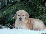Sevgi Kokan Sabahlar: Goldendoodle Yavru Günaydınları