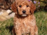 Minik Kuyruk Sallayan Büyücüler: Goldendoodle Yavru Sihirbazları