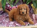 Yavru Güzellik Yarışması: Goldendoodle Tacındaki Tacı