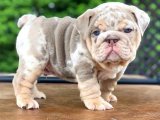 American Bully Şenliği: Yaratıcı Yavrular Şimdi Elinizde!