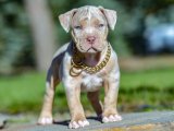 Minik American Bully Mucizeleriyle Tanışın: Hayatınıza Neşe Katın!