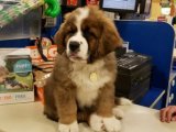 Minik Yıldızlar: Saint Bernard Yavru Gökyüzü Koleksiyonu
