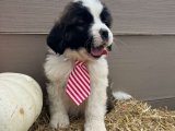 Yavru Dans Partisi: Saint Bernard Yavru Ritimleri