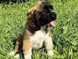 Sevgi İzleri: Saint Bernard Yavru Kalp Atışları