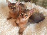 En İyi Ev Arkadaşı: Abyssinian (Habeş Kedisi) Kediler