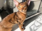 Tam Belgesi ve Kayıtlı Abyssinian (Habeş Kedisi) Yavrular