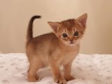 Ailelerin Favorisi: Abyssinian (Habeş Kedisi) Yavruları