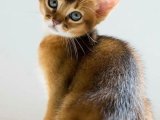 Tüm Sağlık Kontrolleri Tamamlanmış Abyssinian (Habeş Kedisi) Kediler