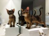 Renk ve Desen Çeşitliliğiyle Abyssinian (Habeş Kedisi) Yavrular