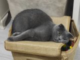 1.5 YAŞINDA GAZİANTEP İÇİ DIŞI KEDİMİZE EŞ ARIYORUZ