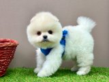 Pomeranian Boo Teddy Bear Yavrularımız 