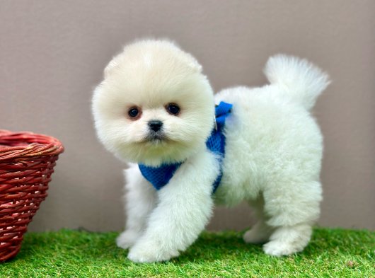 Pomeranian Boo Teddy Bear Yavrularımız 