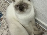 Erkek Himalayan Kedisi