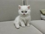 KAR BEYAZ BRİTİSH SHORTHAİR