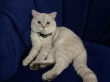 Britist shorthair Erkek kedime prenses arıyoruz 