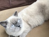 Dişi British Shorthair Bluepoint kedime erkek kedi arıyorum.