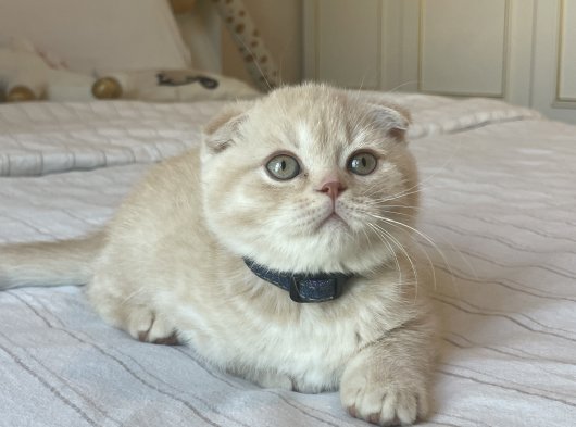 A Kalite Scottish Fold Yavrular