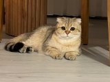 Bal kızıma damat arıyorum
