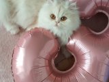 2 yaşında chinchilla kızımıza acil eş