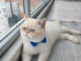  Behlül Efendiye Gelin Adayı Aranıyor 