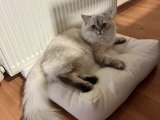 Leo Erkek Kedime Eş Sultangazi
