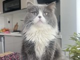 Yakışıklı oğluma gelin arıyorum