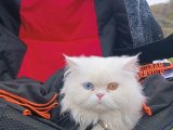 Oğluma gelin arıyoruz