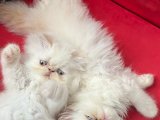 sevimli pofuduk İran persian kız erkek yavrularimiz