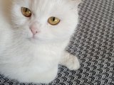 Eş arama 