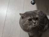 British Shorthair oğlum için British Shorthair dişi arıyoruz. 