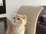 British shorthair golden 2 aylık yavru 