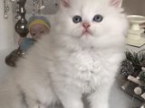 Kar beyaz longhair bebeklerim
