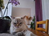 British Shorthair dişi kedime eş arıyorum.